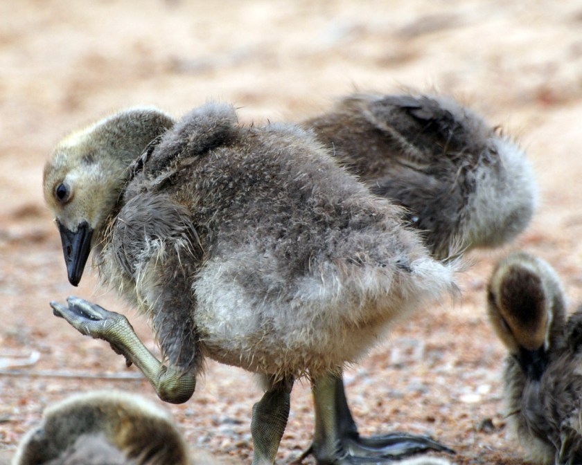 Susan Guy PhotoNat-12