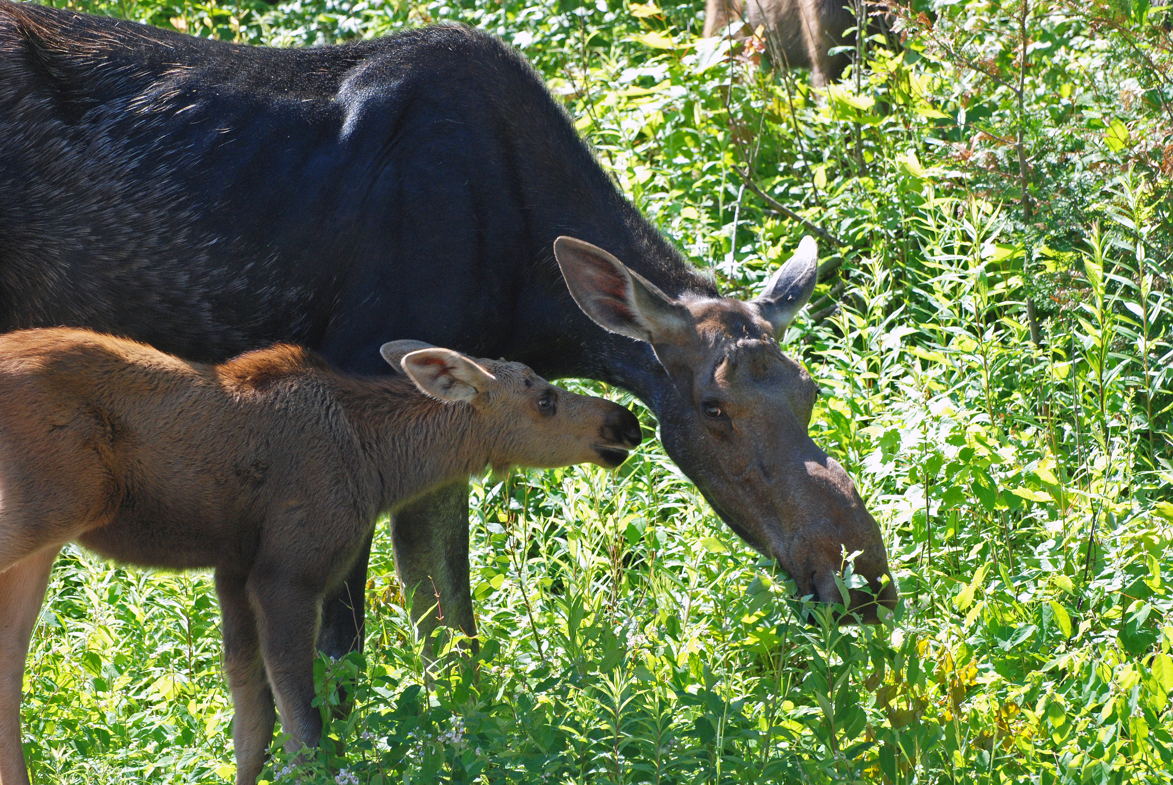algonquin-moose-with-baby