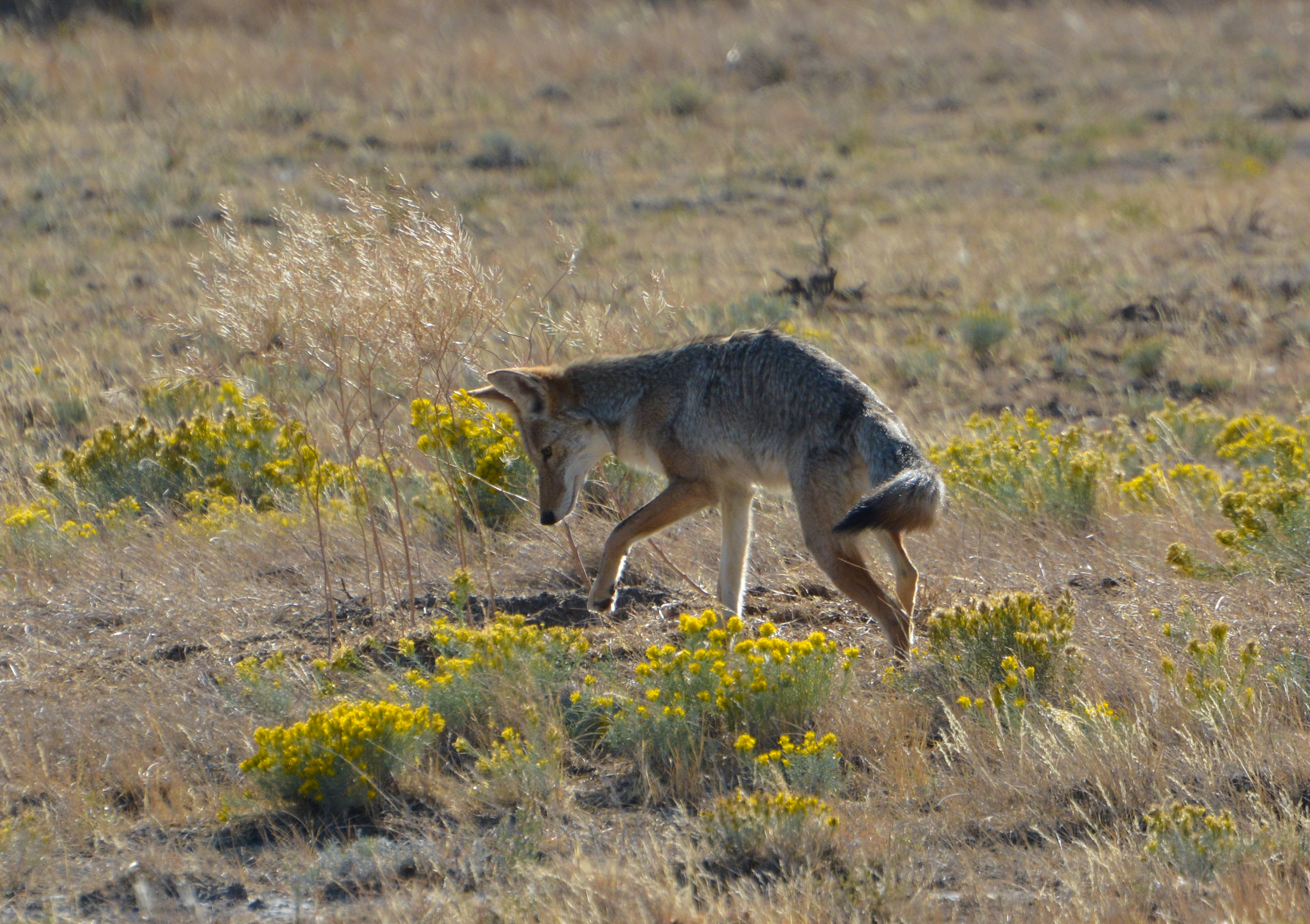 Coyote 1