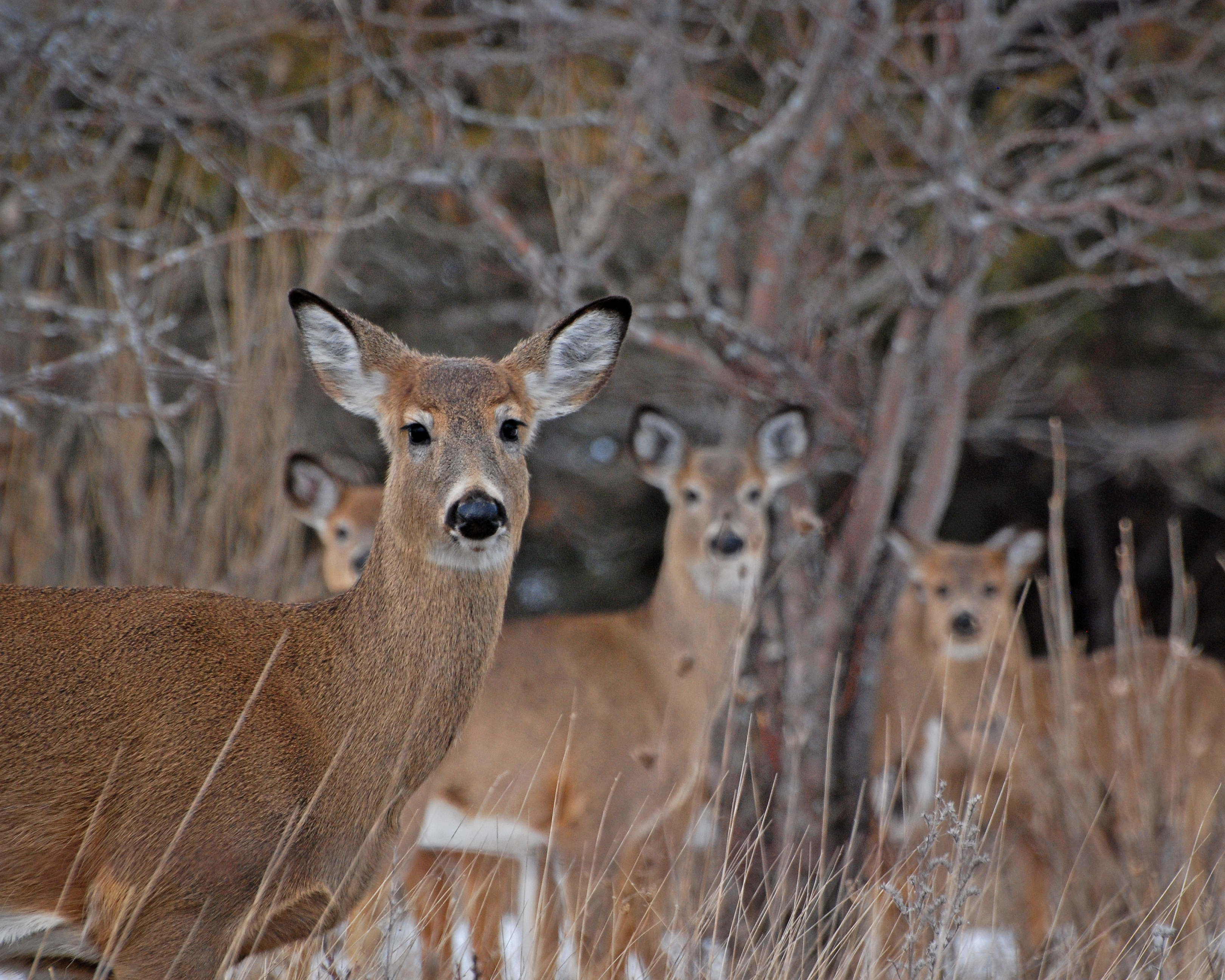 final-mall-show-2016-6