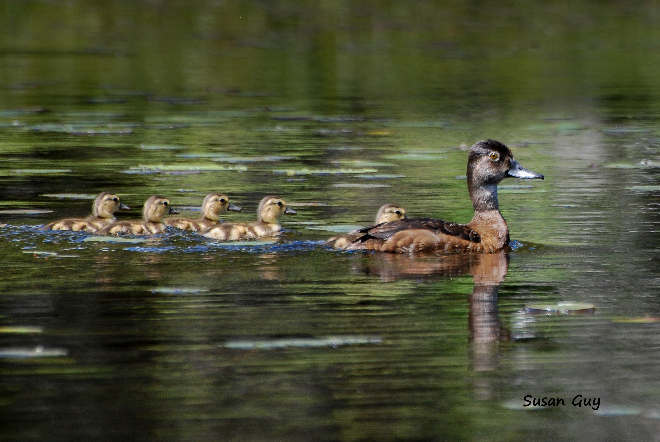 grebe-family-final