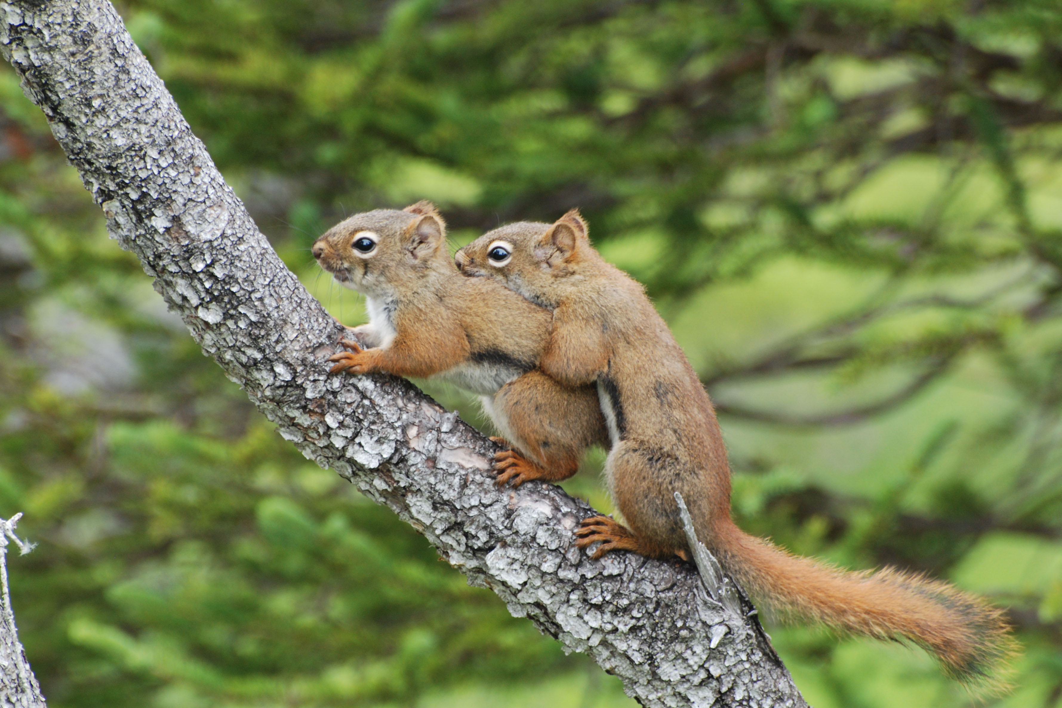 gros-morne-squirrels