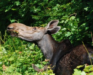 moose-eating