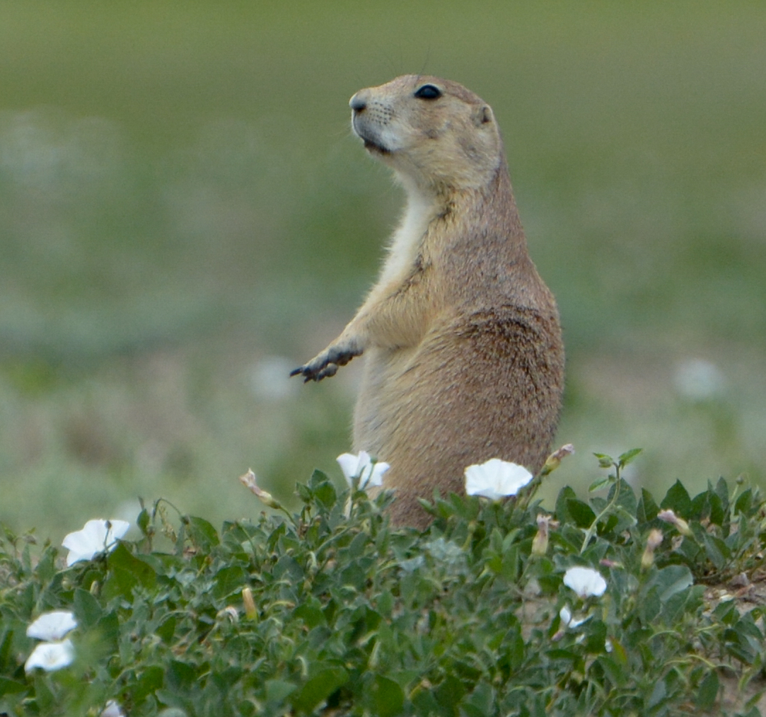 Prairie Dog with flowers