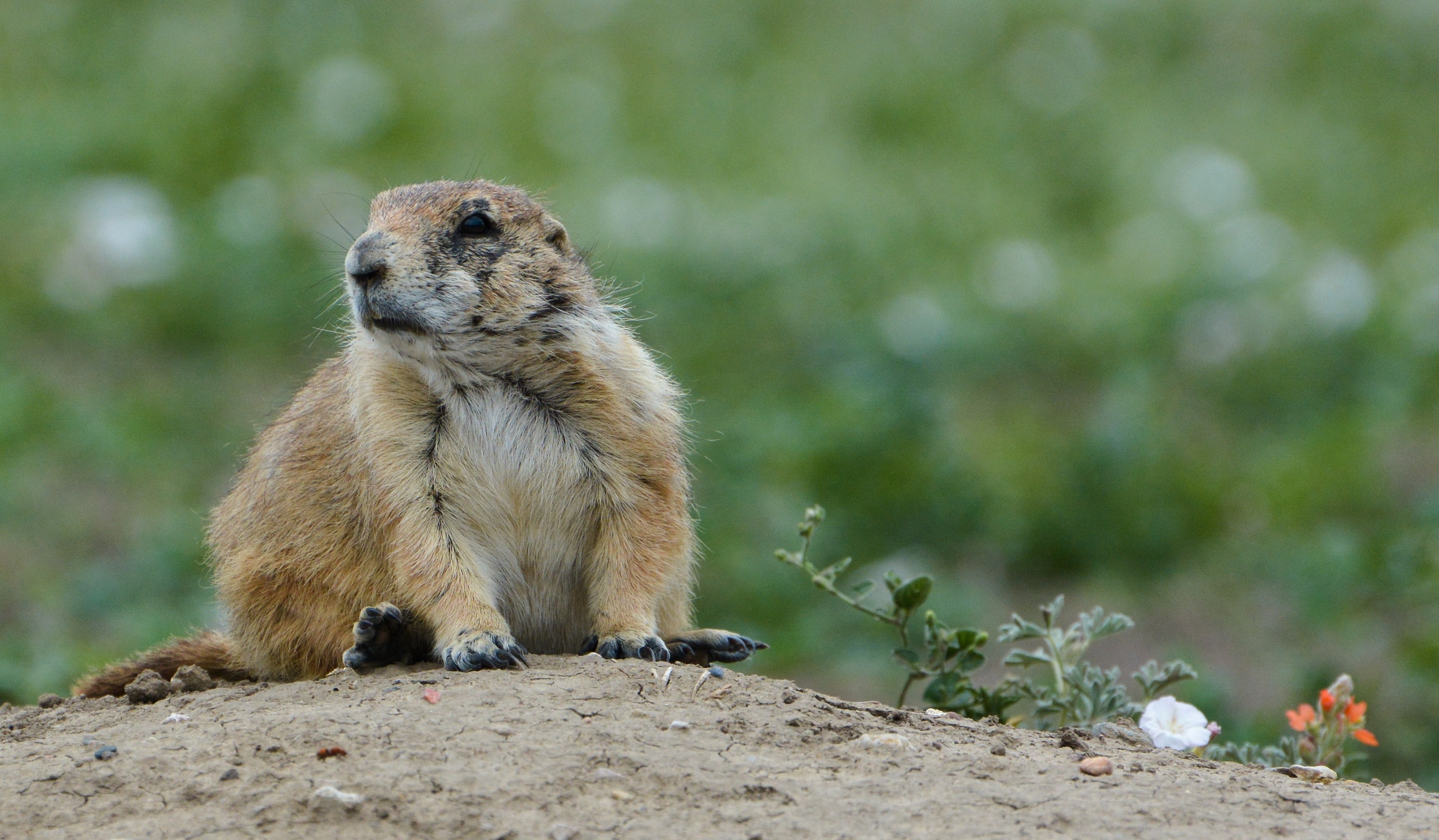 Prairie Dog