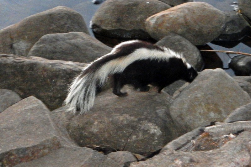 skunk