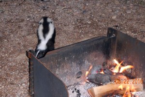 skunk1
