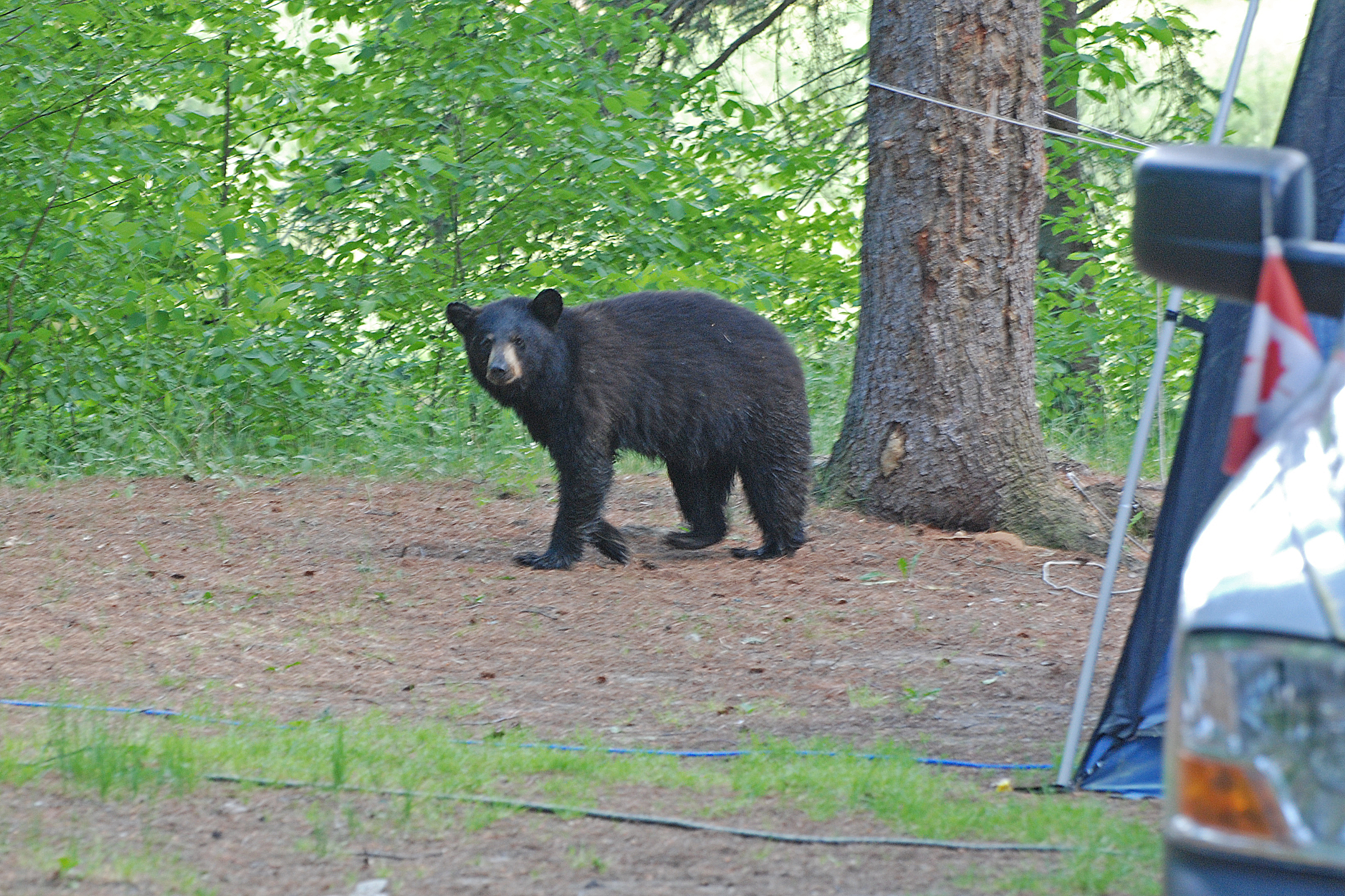 bear by truck