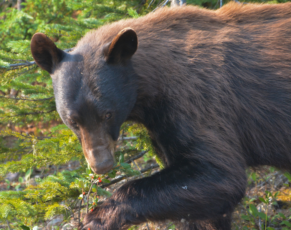 Alberta Bear _018
