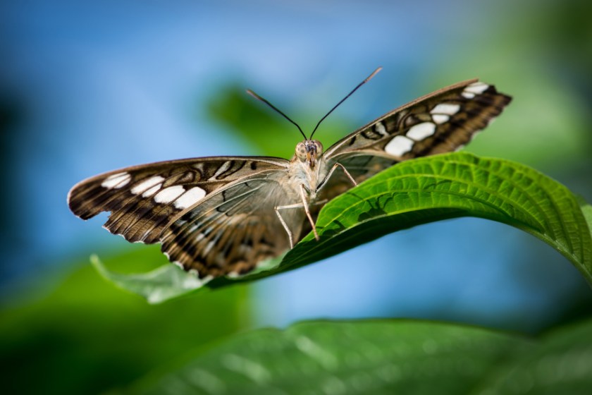 Lilac Fest 2018-3_231