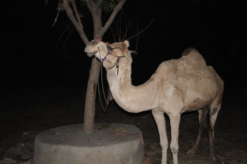 India D3 111218 776_1009