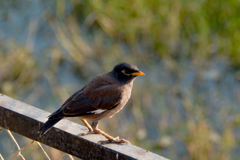 India D7100 -1078_959