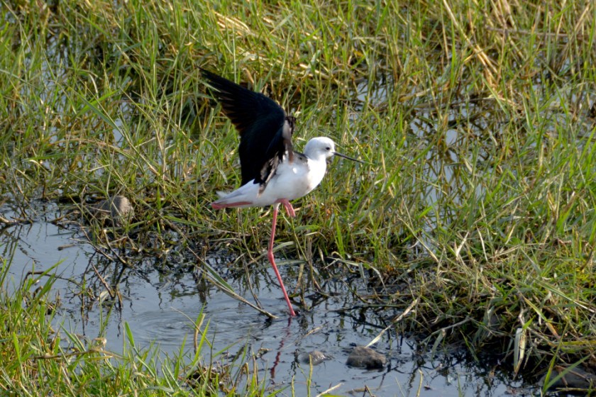 India D7100 -1080_960