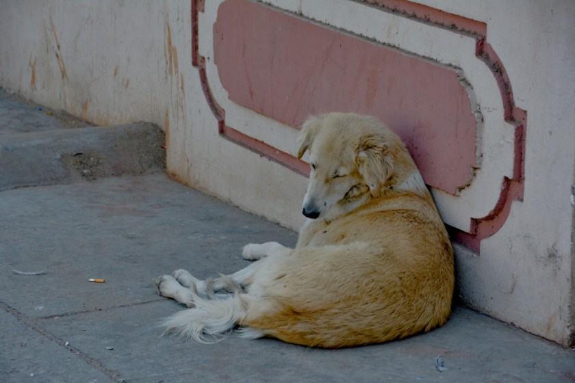 India D7100 -1119_989