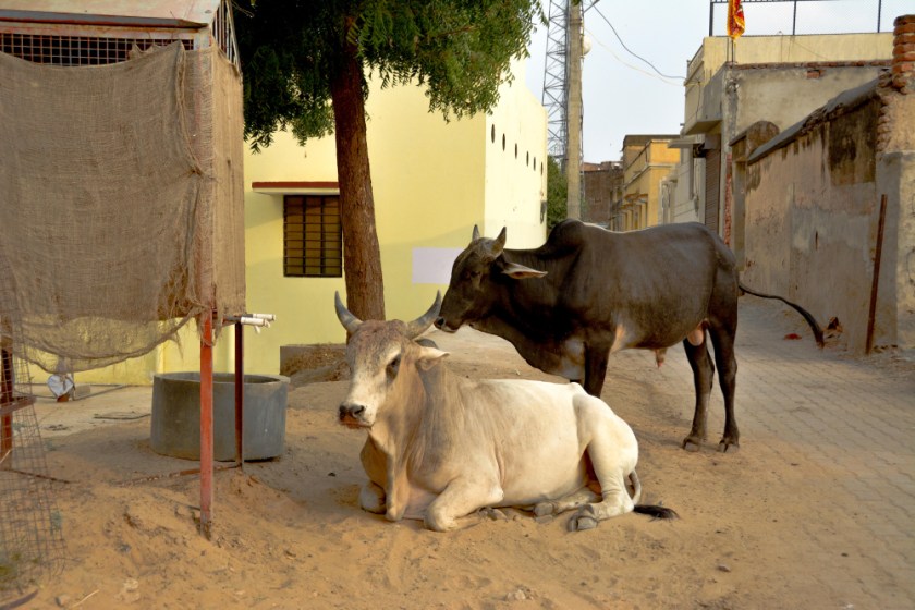 India D7100-1350_1177