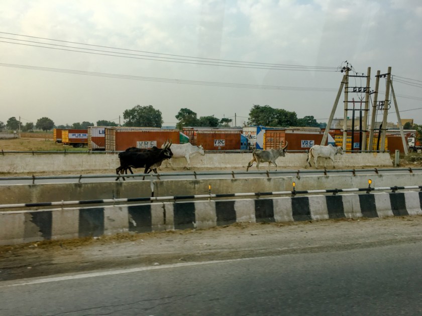 India IPhone-336_1202