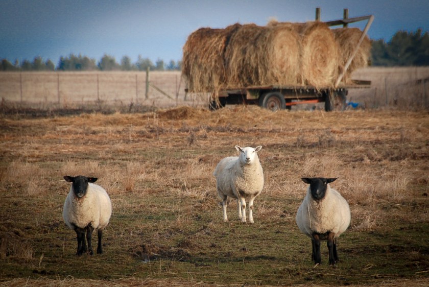 Amherst Dec 2018 Exported-17_1300