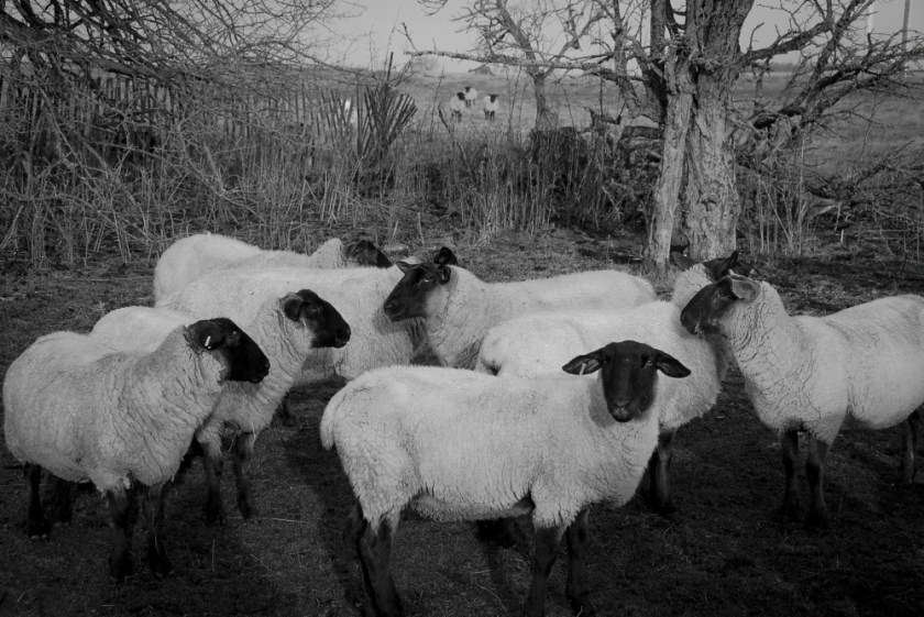 Amherst Dec 2018 Exported-22_1302