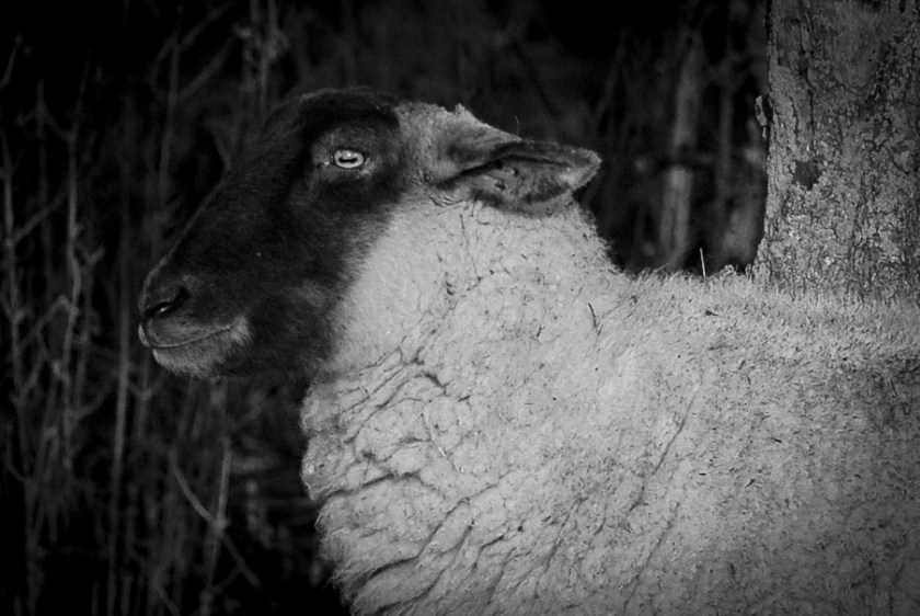 Amherst Dec 2018 Exported-26_1304