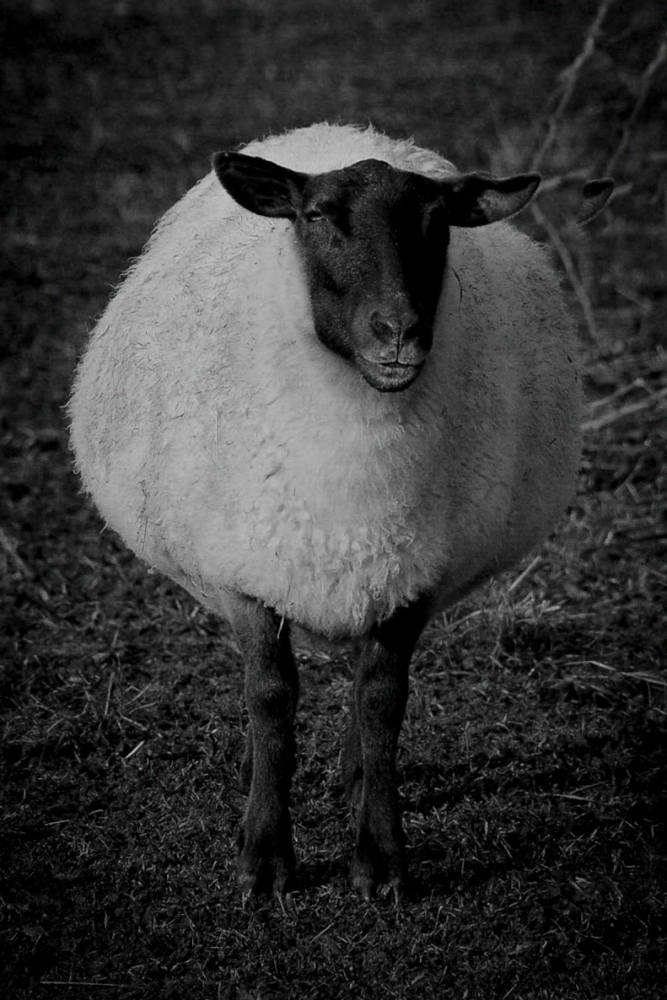 Amherst Dec 2018 Exported-28_1306