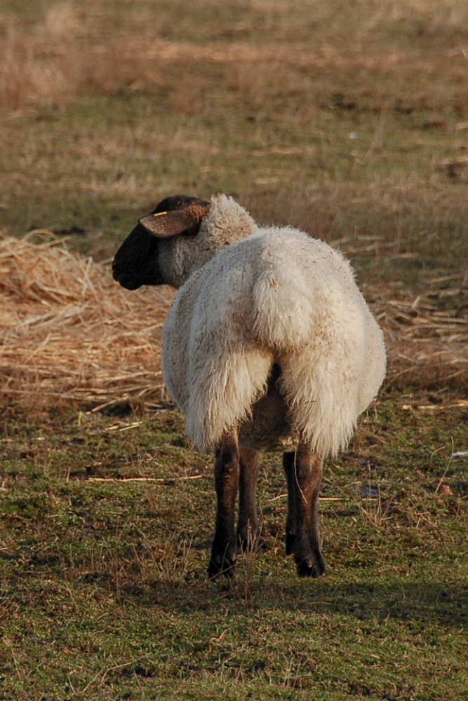 Amherst Dec 2018 Exported-29_1307