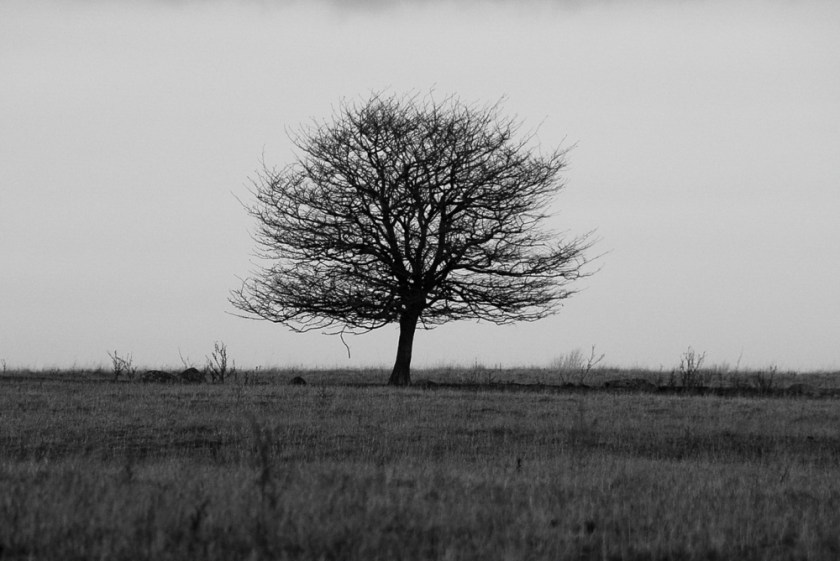 Amherst Dec 2018 Exported-2_1293