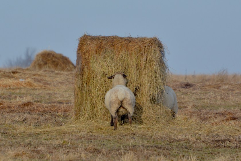 Amherst Dec 2018 Exported-34_1308