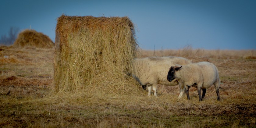 Amherst Dec 2018 Exported-37_1309
