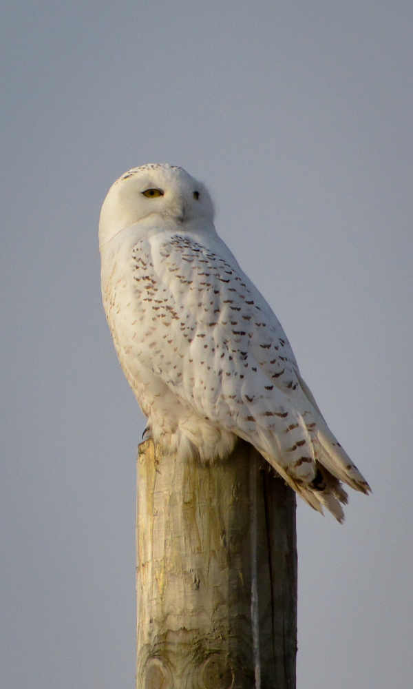 Amherst Dec 2018 Exported-43_1311