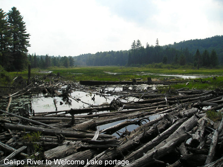 Algonquin Aug 2004156_1487
