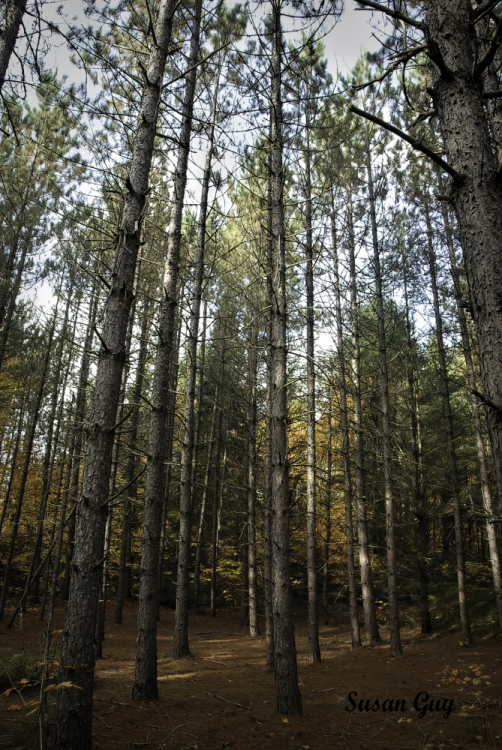 Trees Final_1471_1473