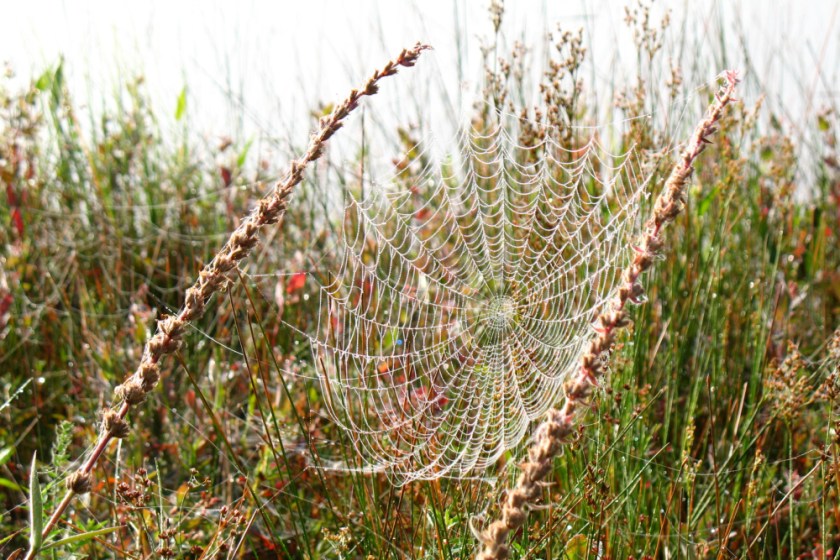 Algonquin Aug 2006320A