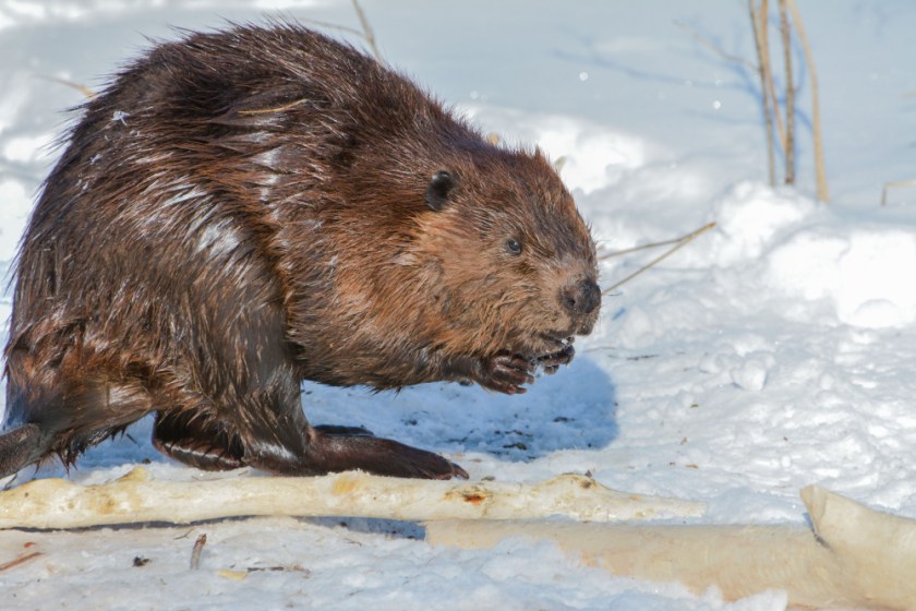 PRESQUILE AND SIGNAL 2019 LR Exported-27_1549