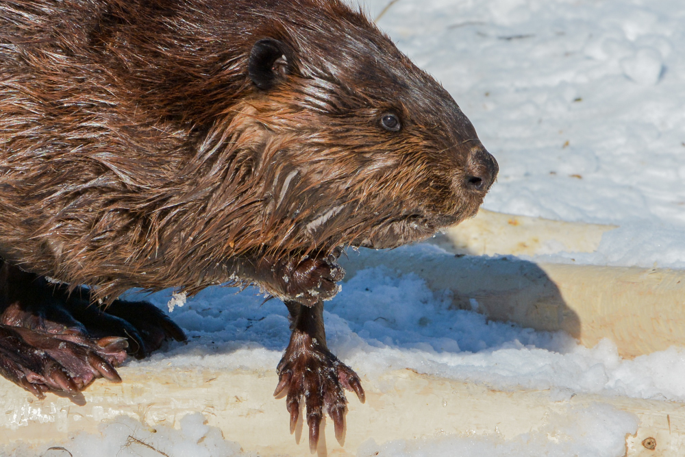 PRESQUILE AND SIGNAL 2019 LR Exported-44_1558