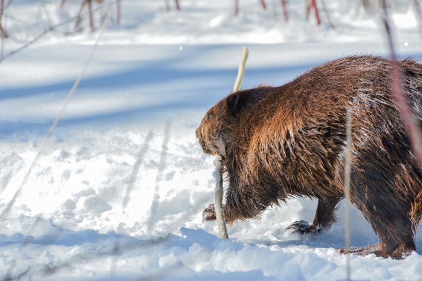 PRESQUILE AND SIGNAL 2019 LR Exported-61_1563