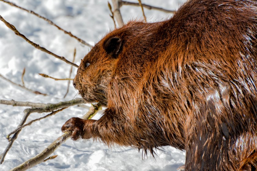 PRESQUILE AND SIGNAL 2019 LR Exported-64_1564