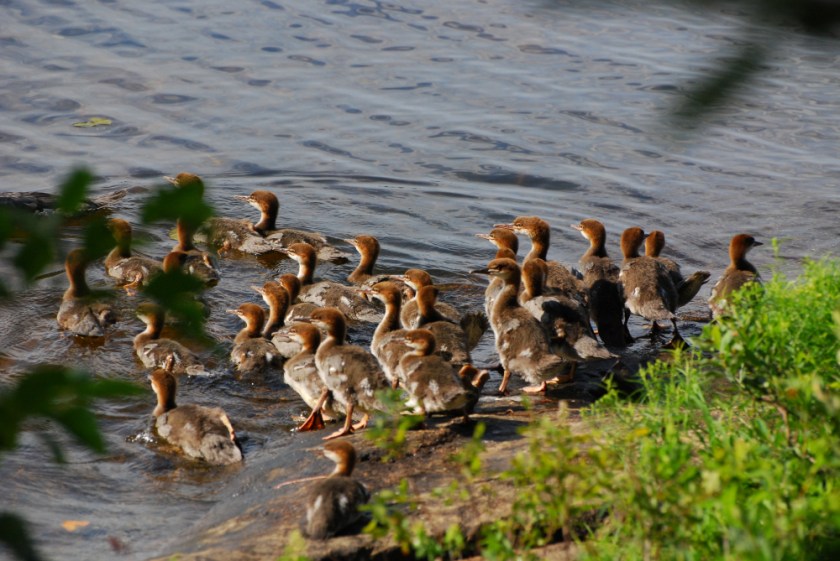 Algonquin July 07 0206