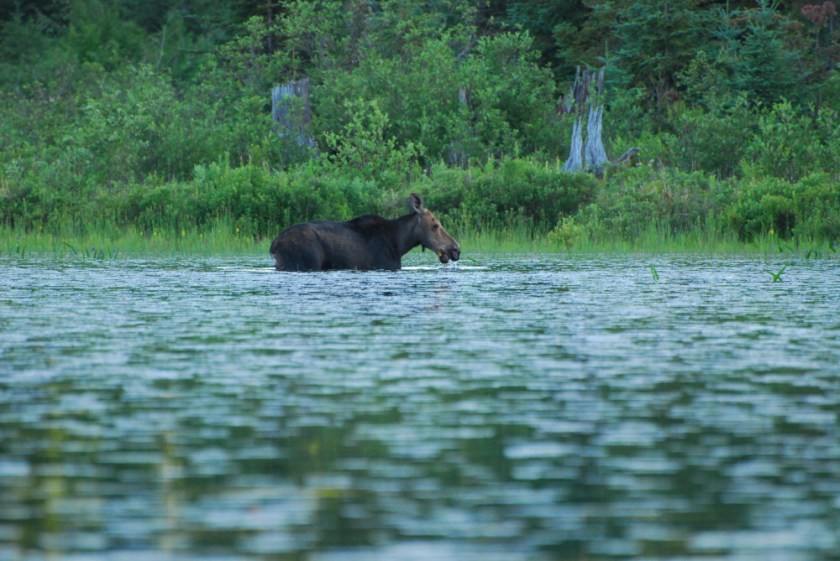 Algonquin July 07 0238
