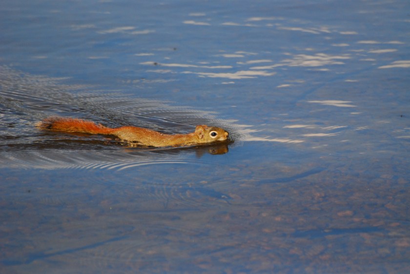 Algonquin July 07 0689