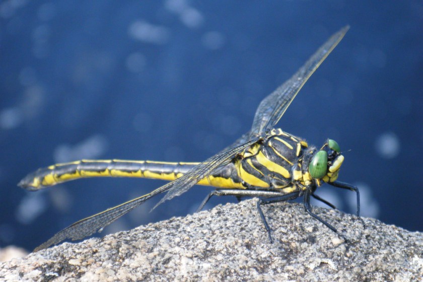 Alq canoe 08_21_2009 80