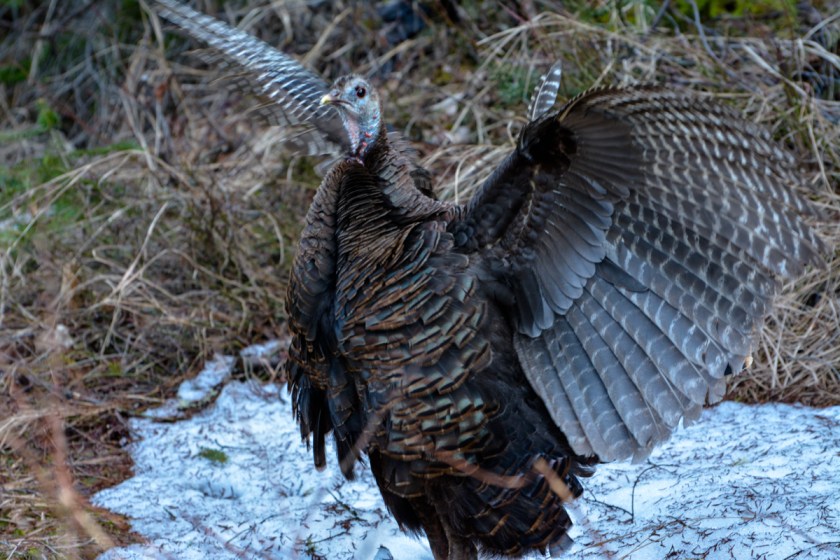 As God is my witness, I thought turkeys could bly