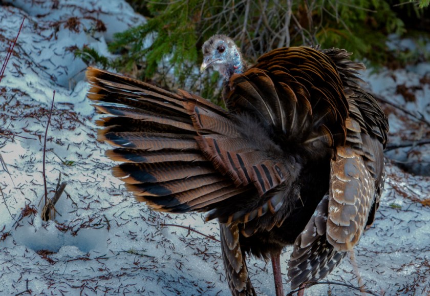 Now you see me...........