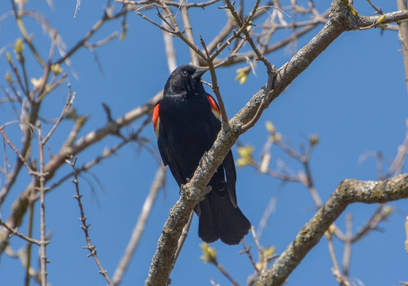 Red Wing Blackbird