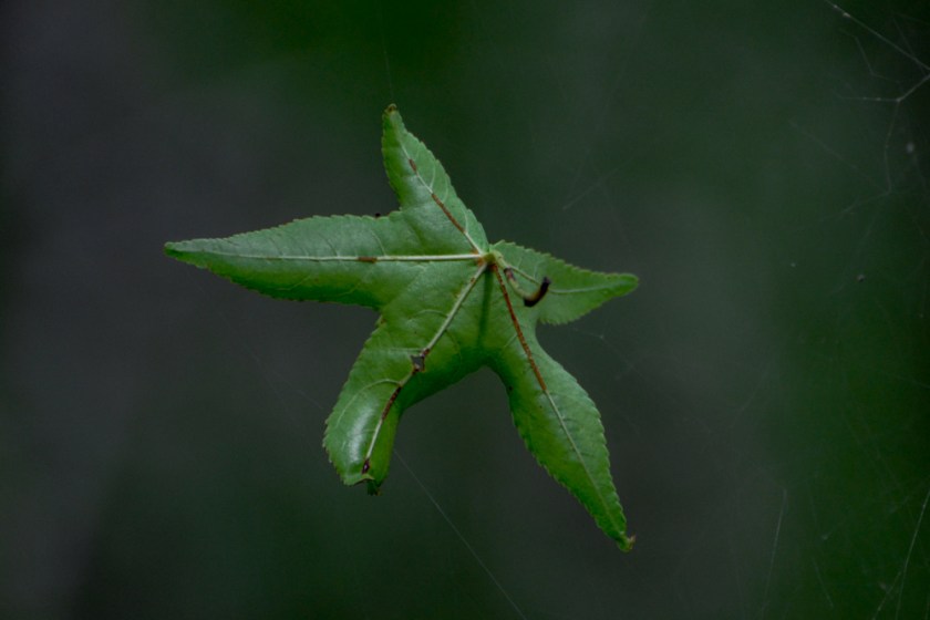 LR Exported Charleston SC-7