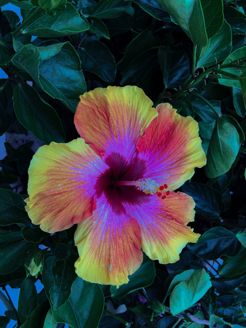 LR Exported Myrtle Beach SC-3