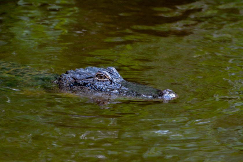 LR Exported New Orleans Louisiana-63_01