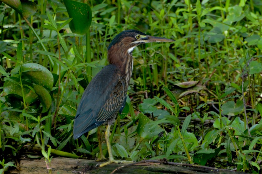 LR Exported New Orleans Louisiana-65_01