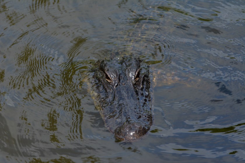 LR Exported New Orleans Louisiana-76_01