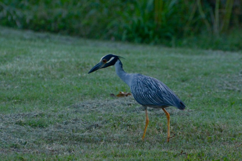 LR Exported New Orleans Louisiana-7_01