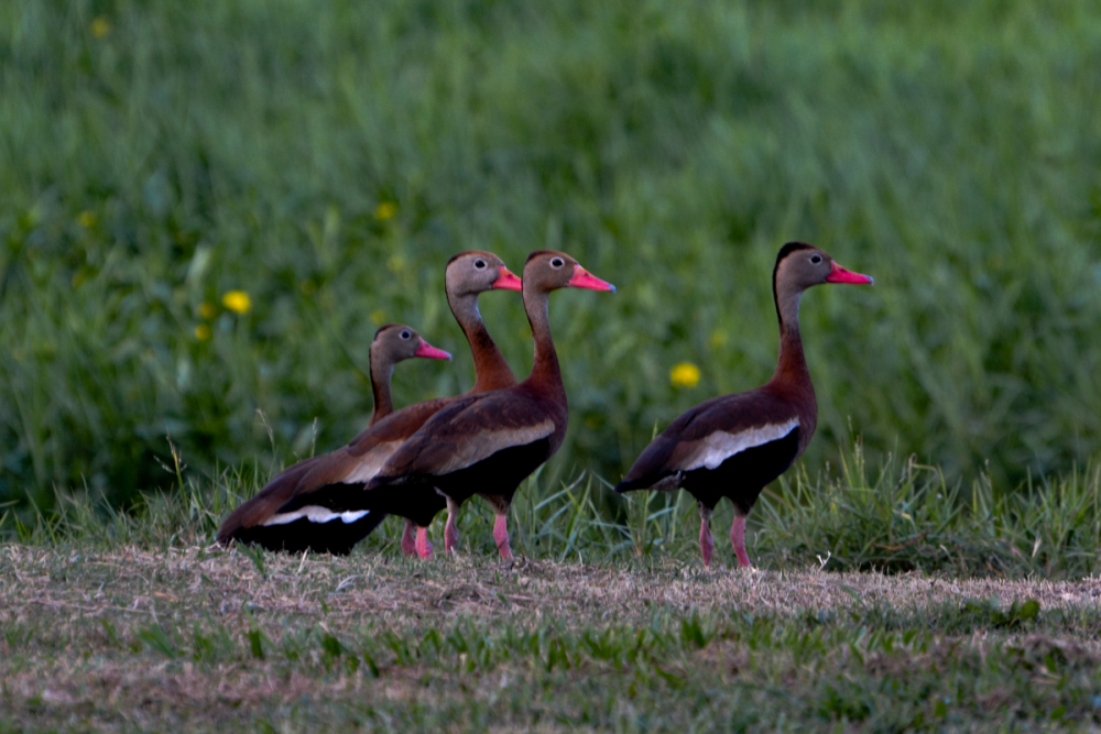 LR Exported New Orleans Louisiana-81_01